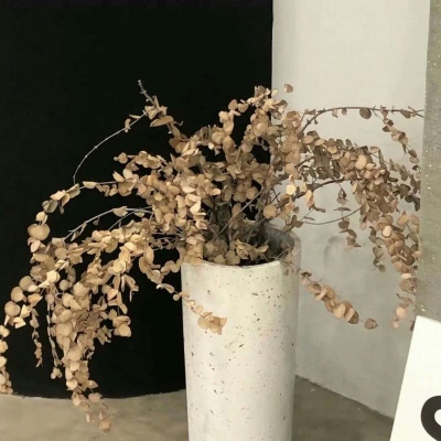 云龙福瑞交流群